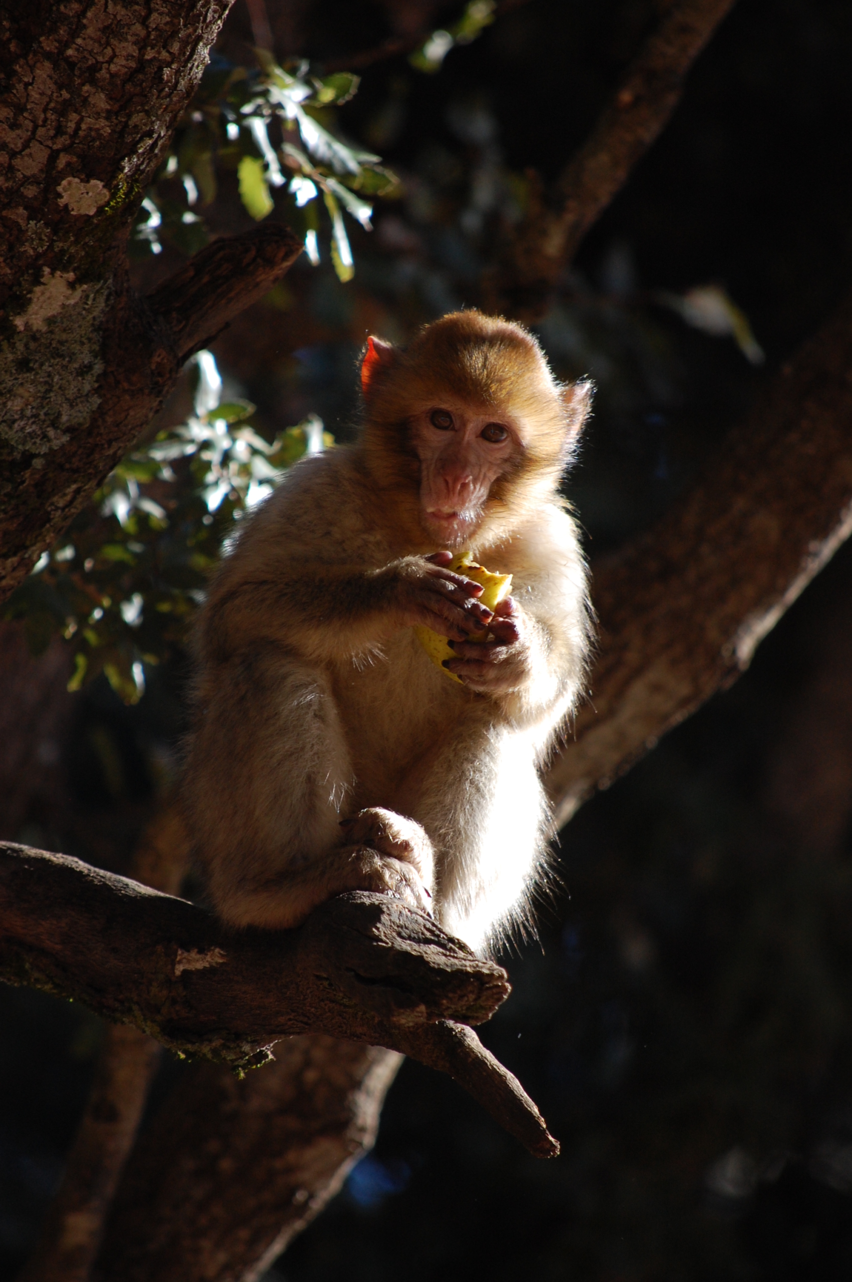 Barbary Ape, Cedre Gourau, Morocco