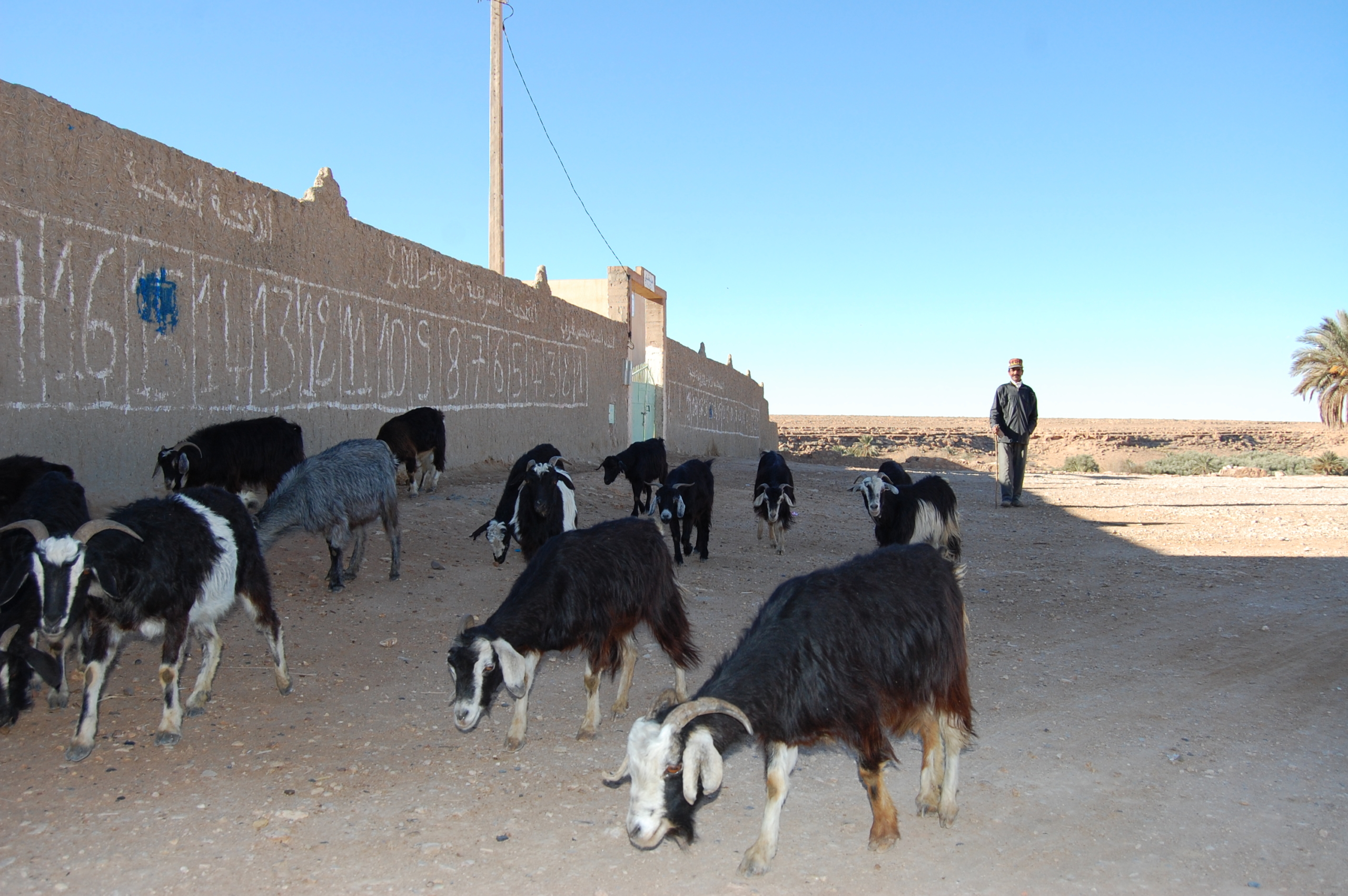 Goat herder and flock, Meski, Morocco