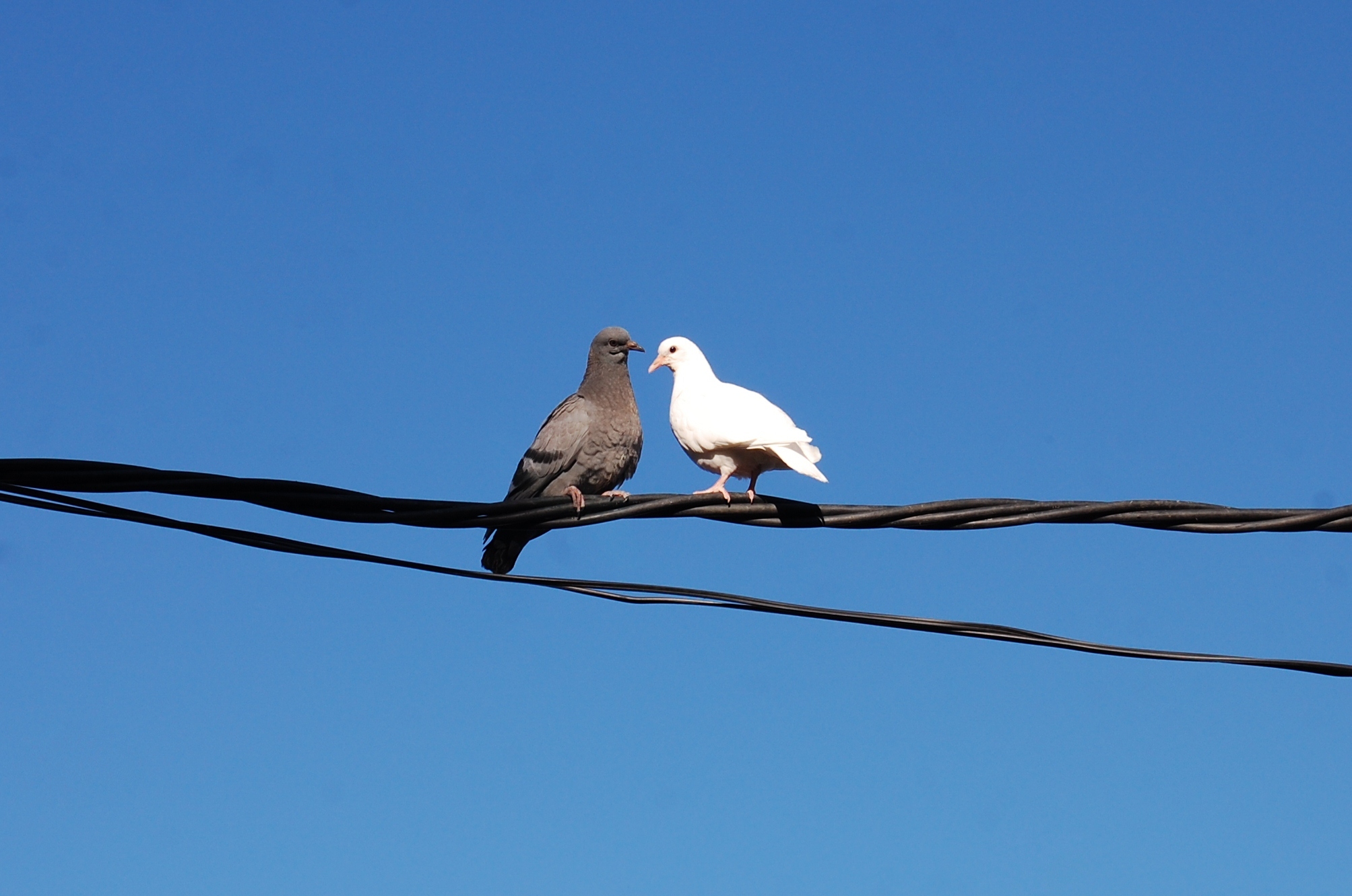 Birds on a wire, Algatocin, Spain
