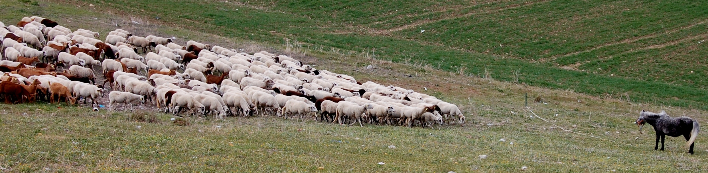 Horse stand off, Antequera, Spain