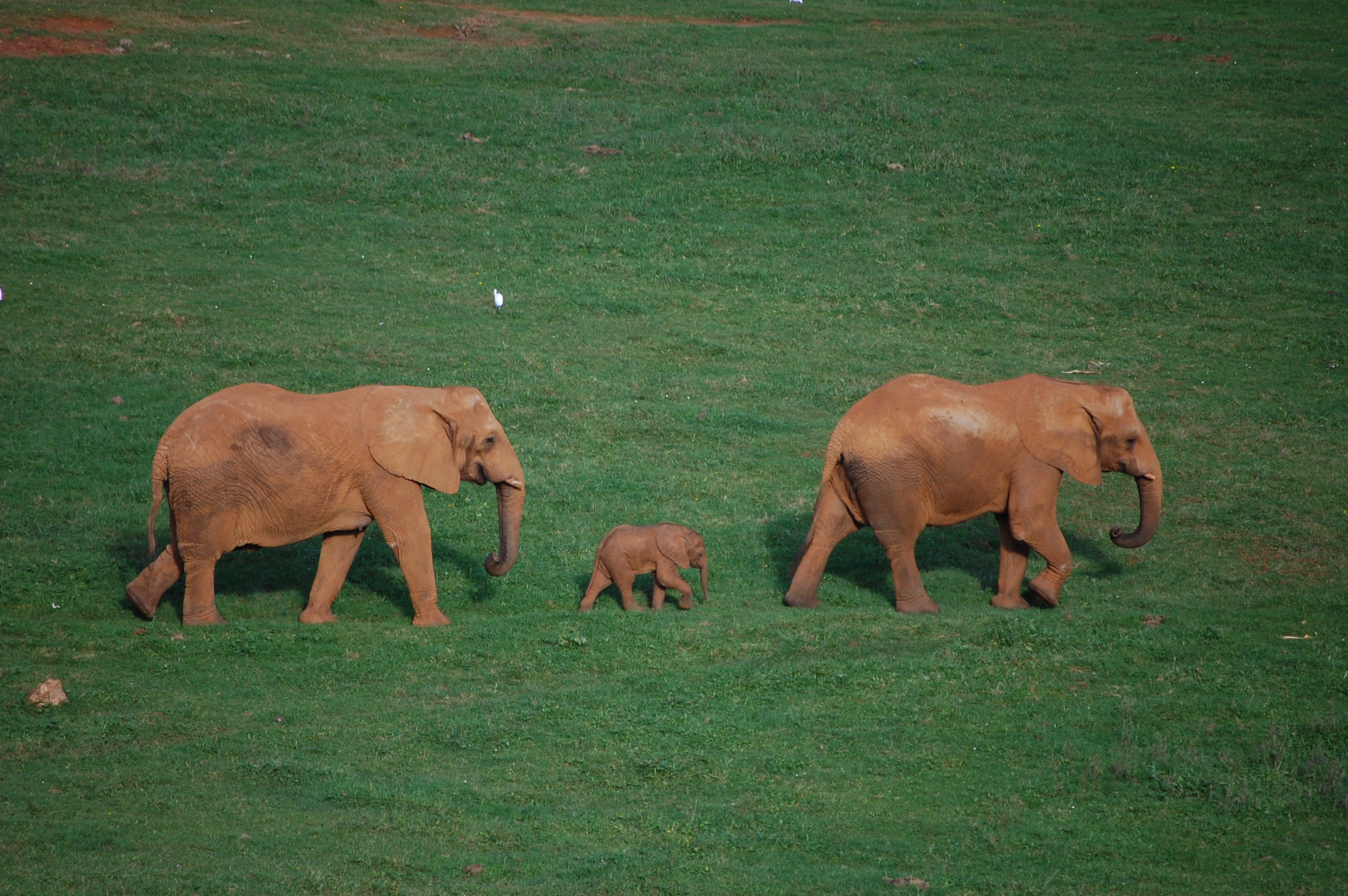 Elephant family, Parque de Caberceno, Spain
