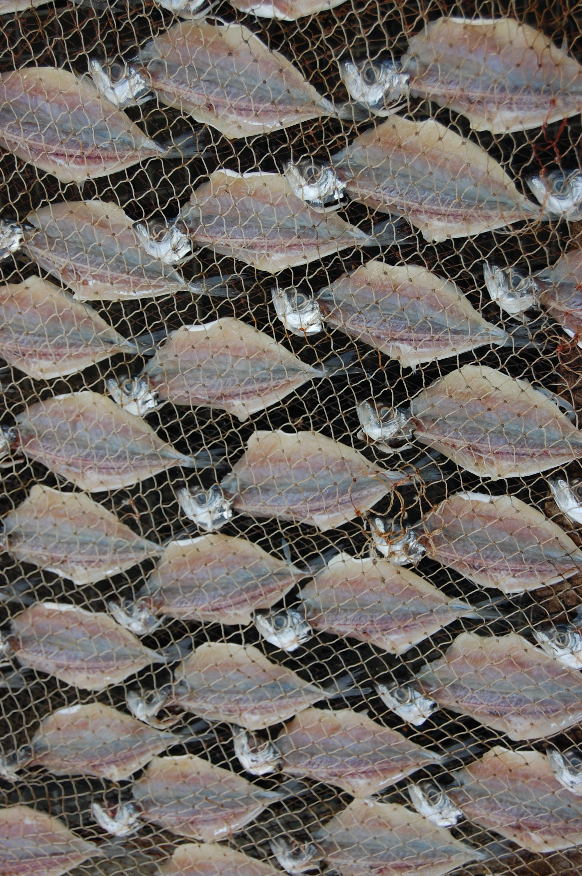 Fish drying, Nazares, Portugal