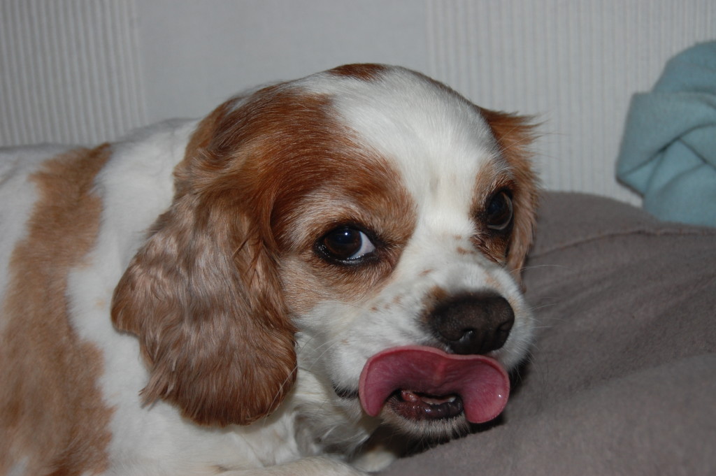 Impressive Tongue of Mogwai