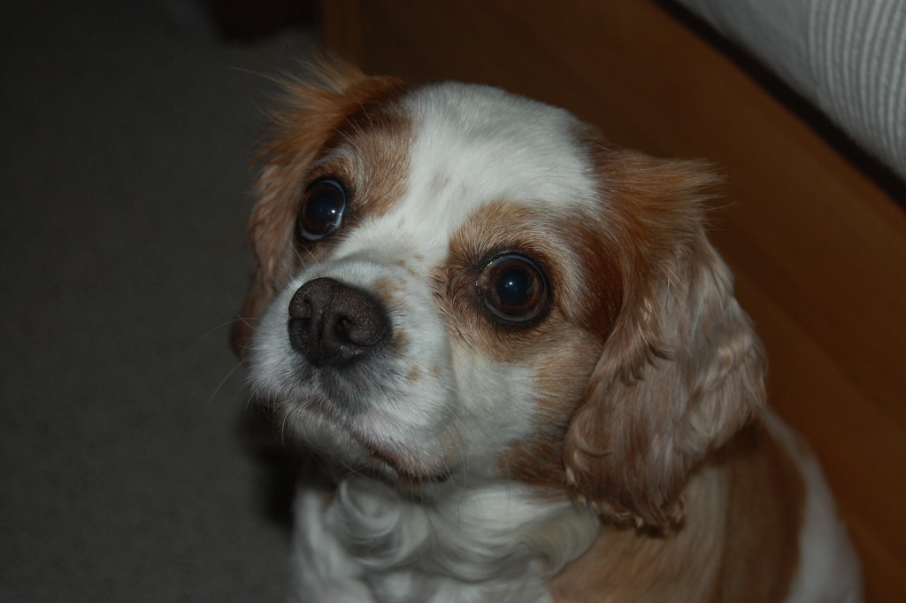 Furtive Food Begging Mogwai