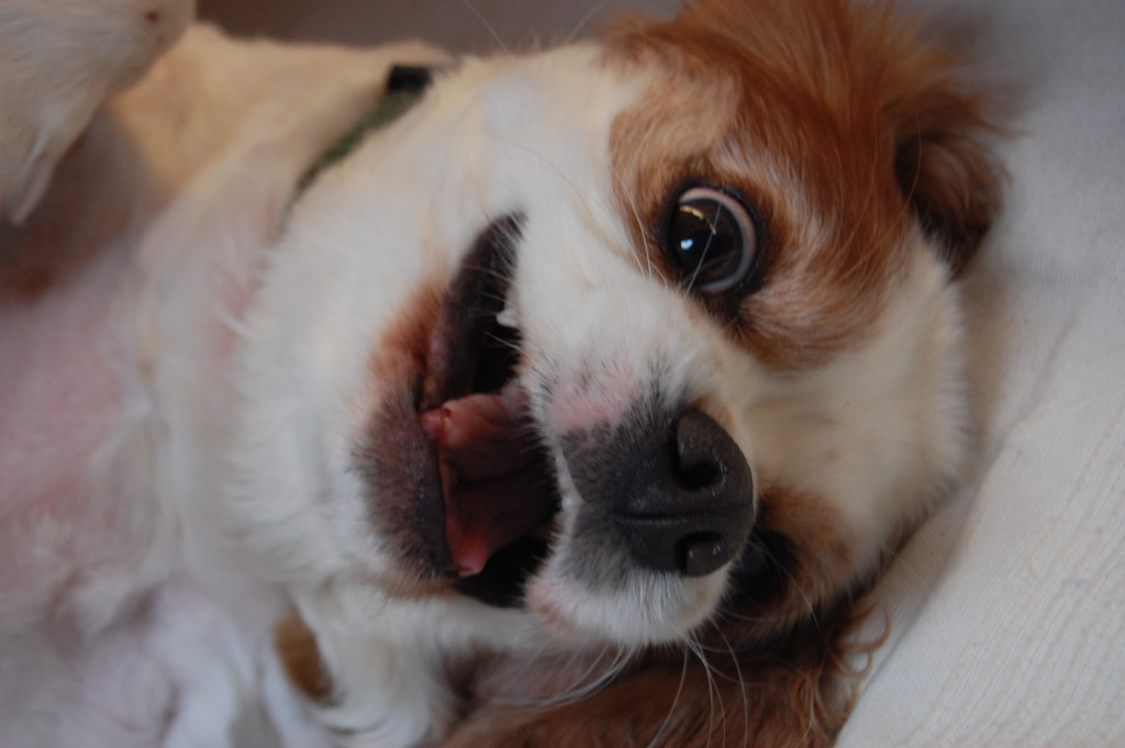 Mogwai on the Defensive