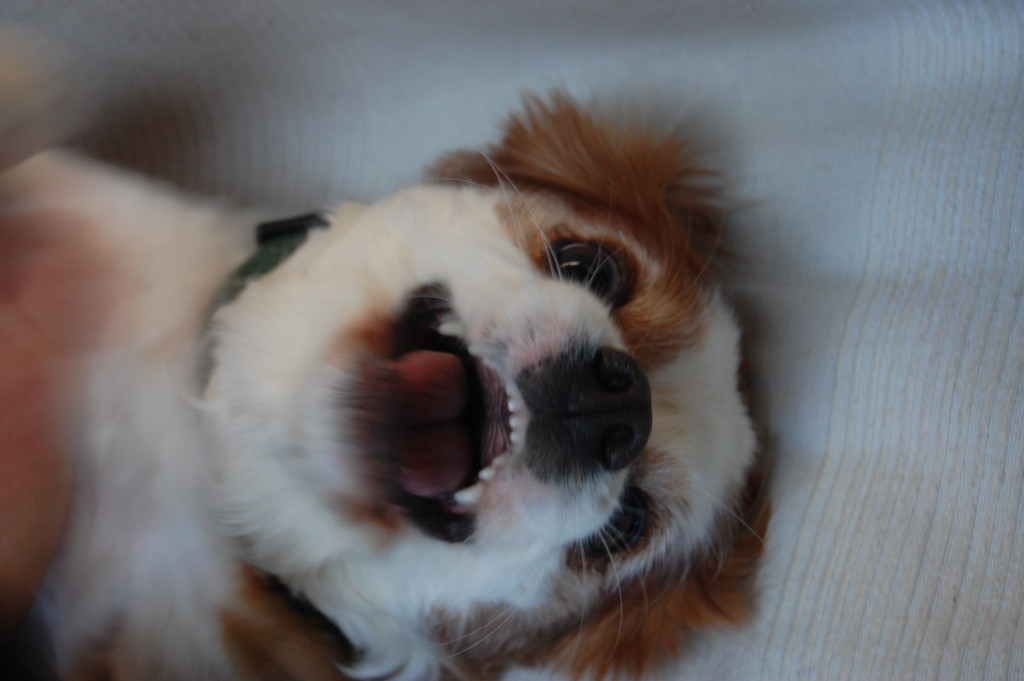 Don't Mess with Mogwai