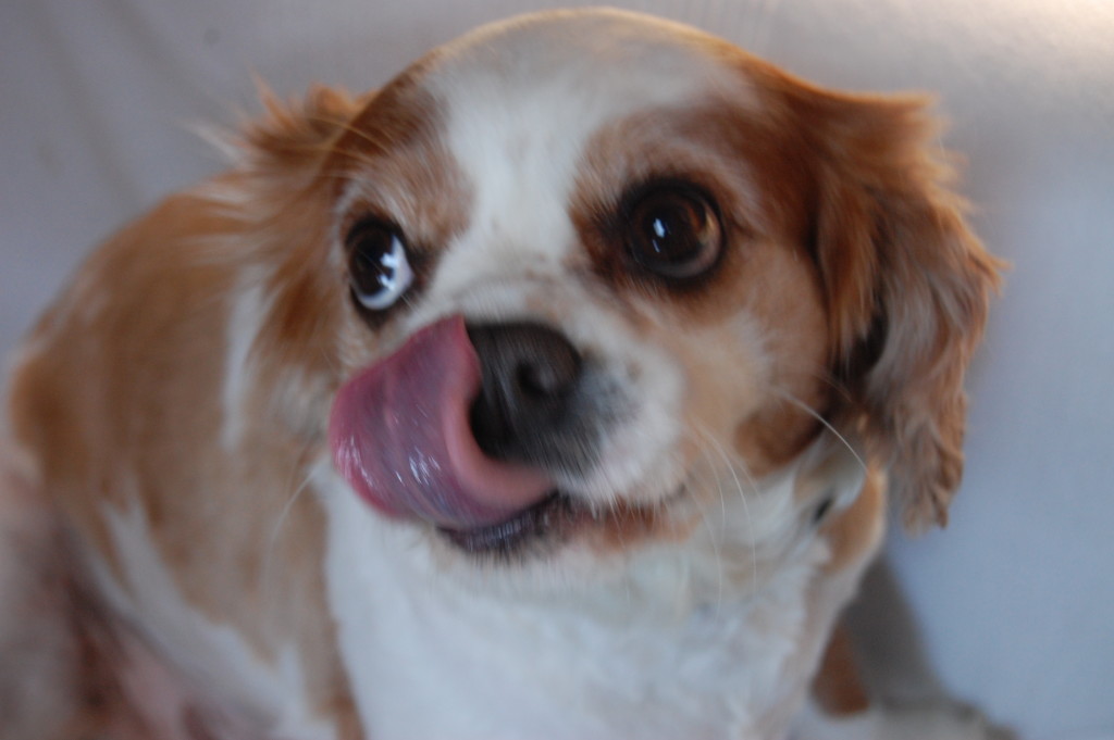 More Impressive Mogwai Tongue