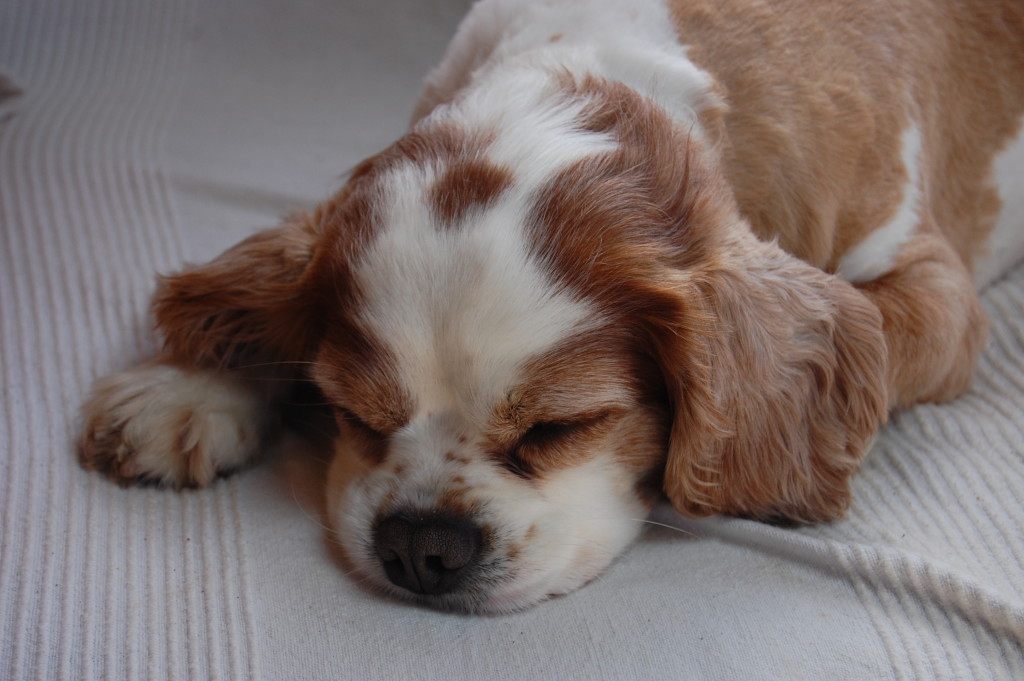 Face Squashed Mogwai