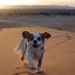 Charlie at Erg Chebbi, Sahara, Morocco