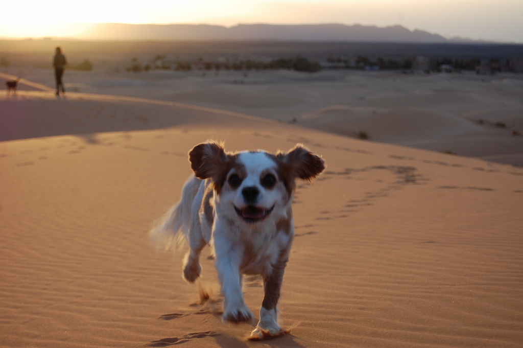 Charlie at Erg Chebbi, Sahara, Morocco