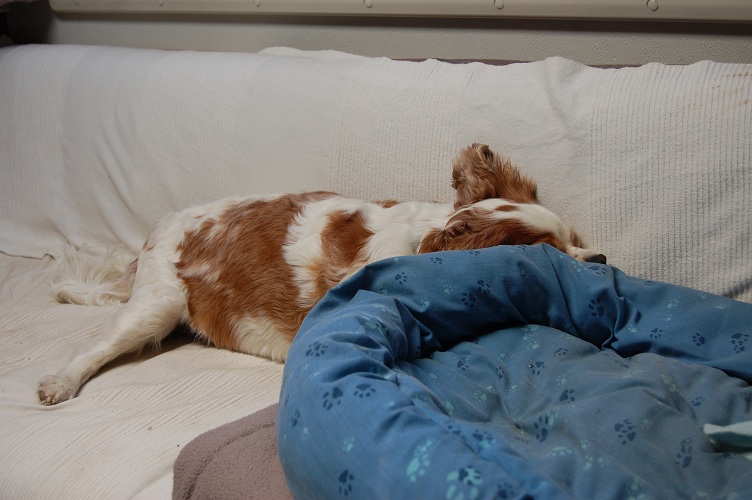 Charlie's used to the twisty roads now