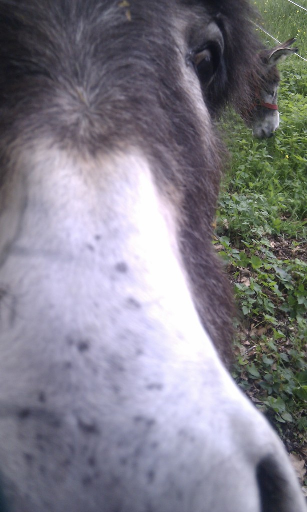 Look out! Incoming donkey!