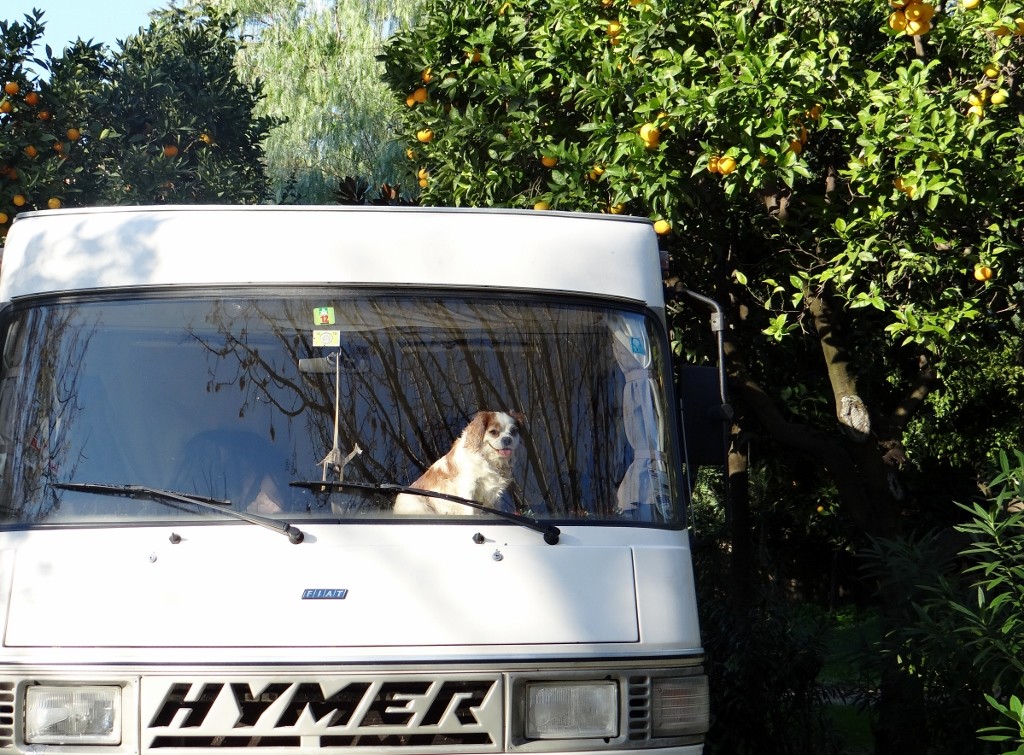Charlie and Dave resting among the orange trees