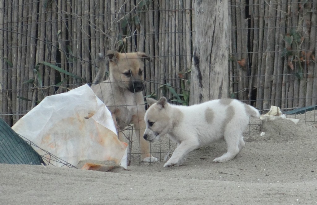 Wild Pups on the Beach South of Salerno