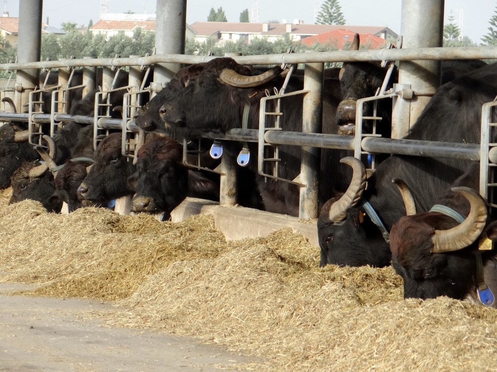 Lunchtime at the buffalo place