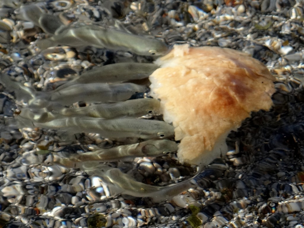 Charlie's salty bread is enjoyed by the fish