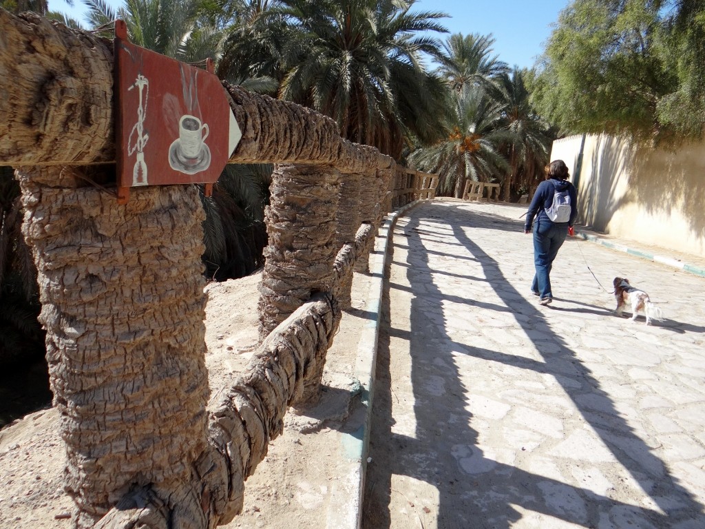 Cool palm tree fence.