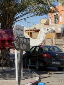 Camels sneak up on you around here!