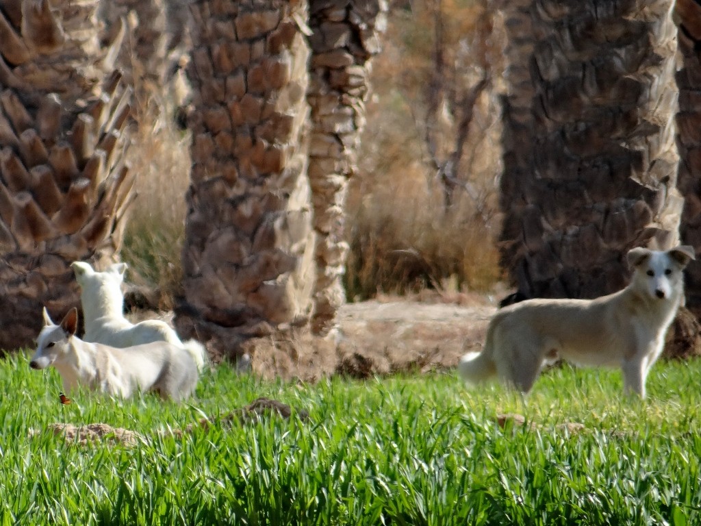 Wild dogs keeping an eye on Charlie
