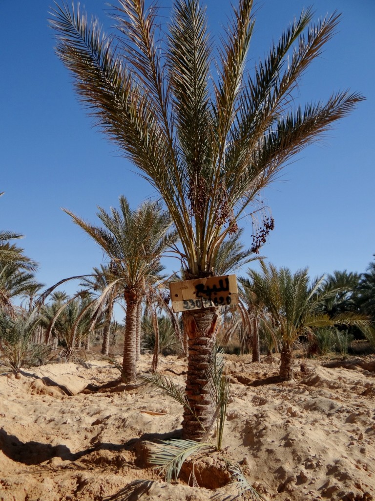 Not sure if it was the palm tree of the whole patch for sale, either way if you like dates the number is there for you!