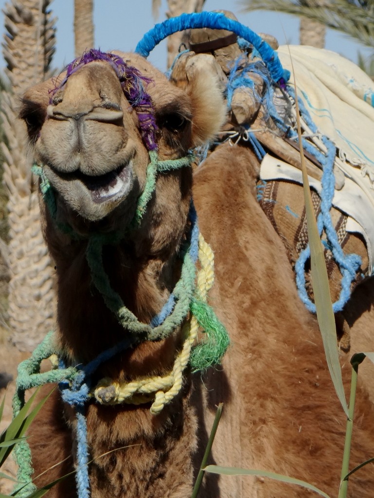 So strange to see, but fits into the surroundings so much better than us!