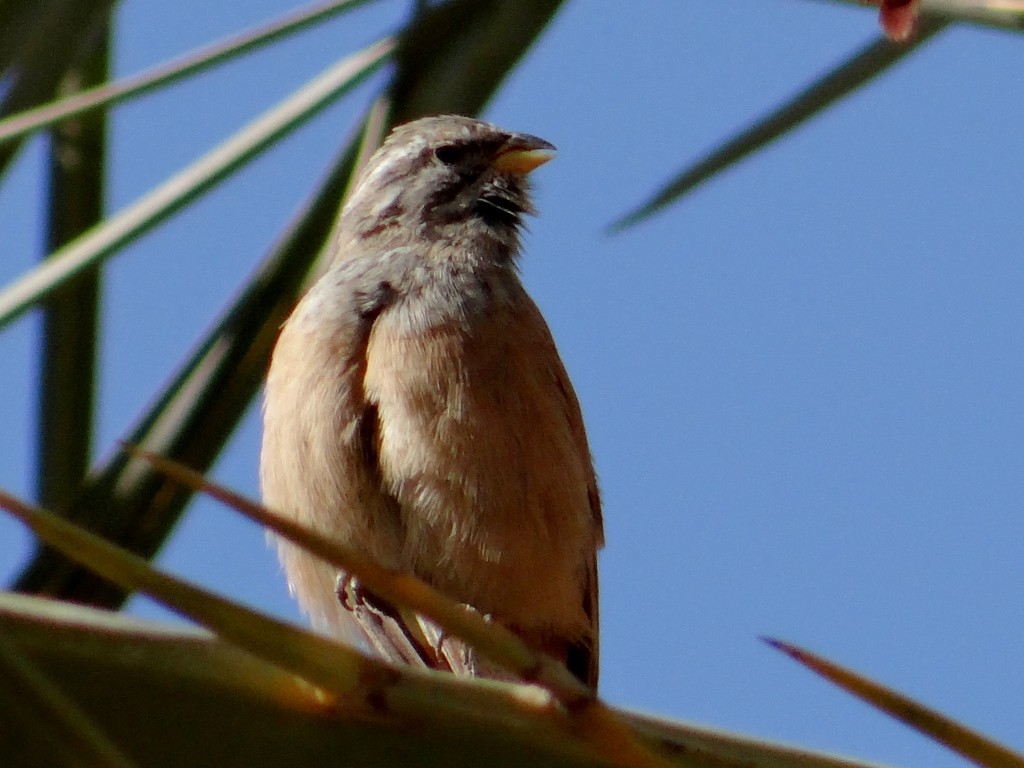 Another oasis dweller