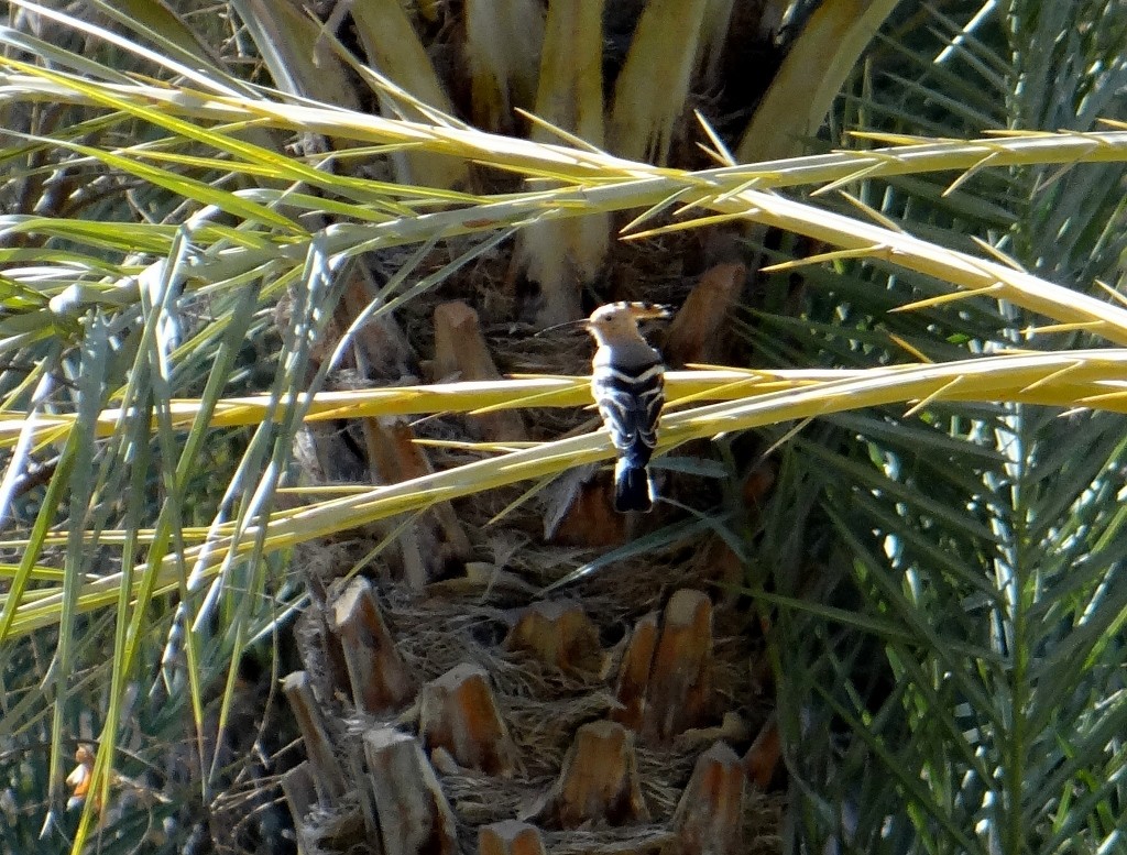 Strange looking bird spotted in the oasis