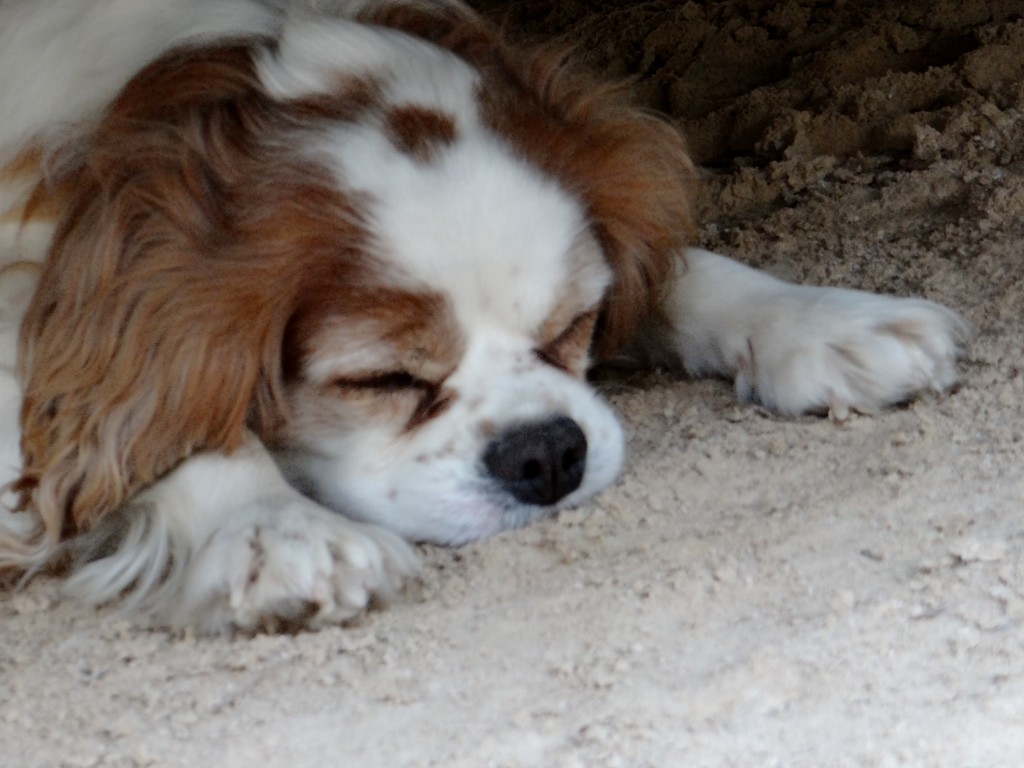 Charlie takes a nap under Dave