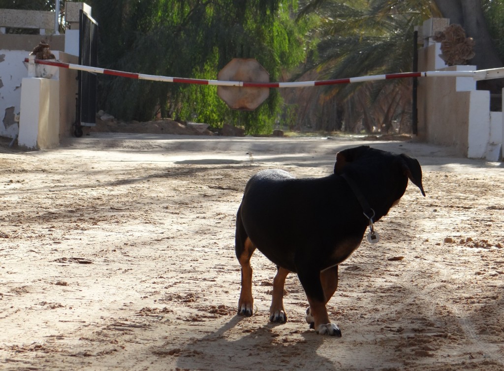 Wijm's pooch on Wijm-watch.