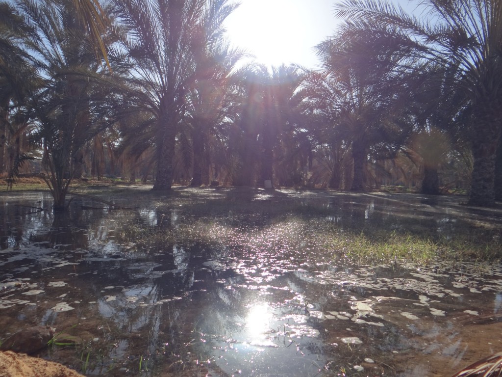 Water in the desert. As far as I can tell, hot water is pumped from wells, and mixed with cold water before being directed to the trees.