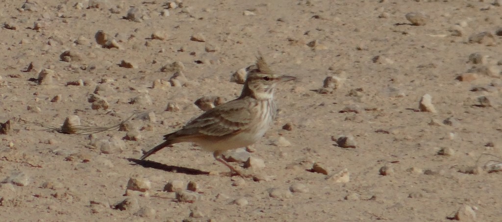 Unknown, Egyptian-looking bird, Tunisia?