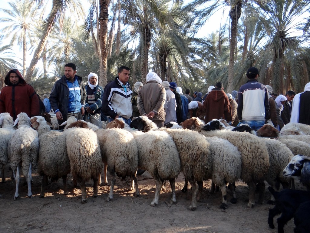 The sheep line up for sale