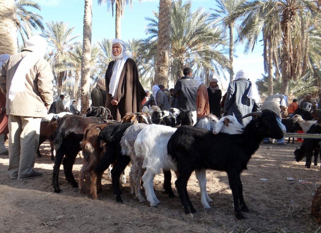 All neat and tidy in the goat department