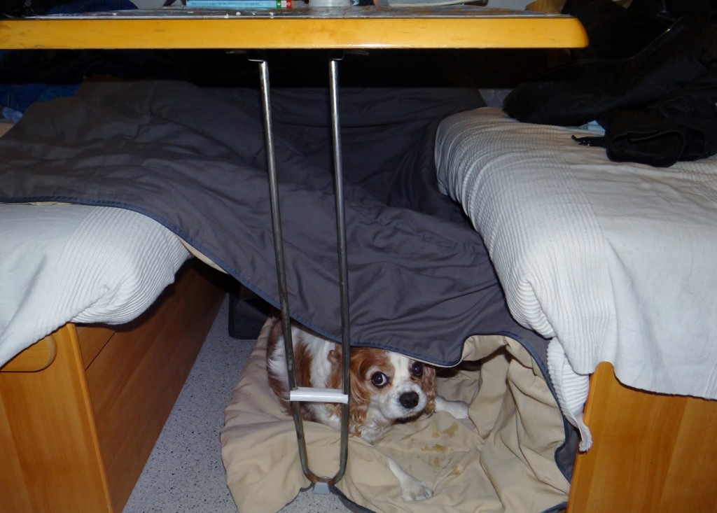 Charlie takes refuge in his New Year den