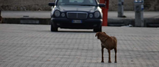 Wild dogs roam the streets of Southern Sicily. We don't trust them, although most keep their distance some eye Charlie as a wrapped meal.