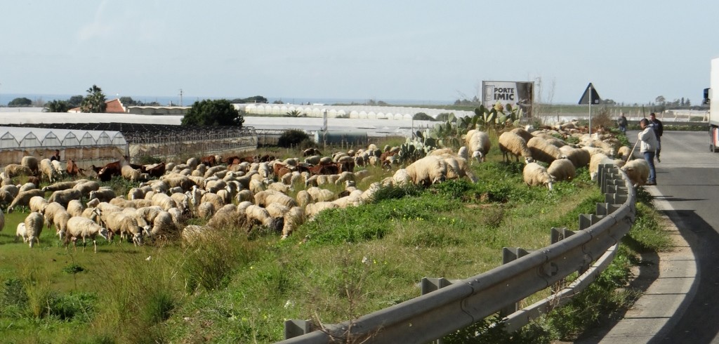 Shepherds grazing their flock by the road side - brings back memories of Morocco!