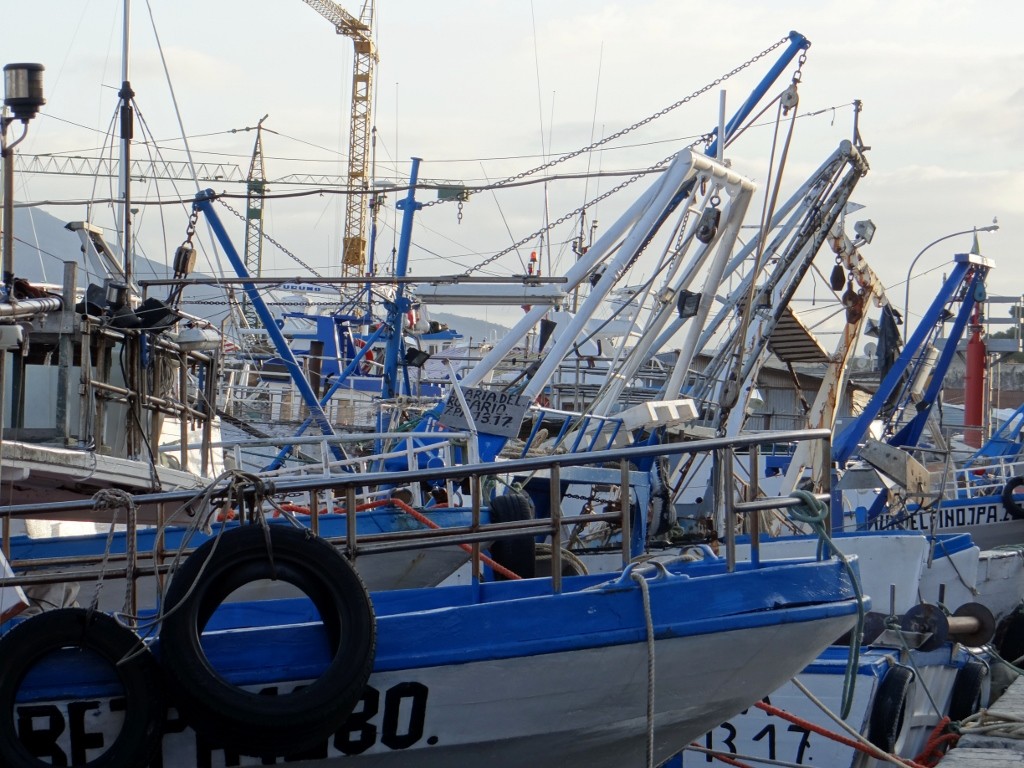 Proper fishing in Porticello