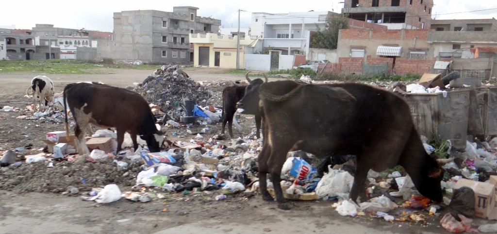 Cows grazing in the rubbish by the roadside - I bet they'd rather be on the motorway verge.
