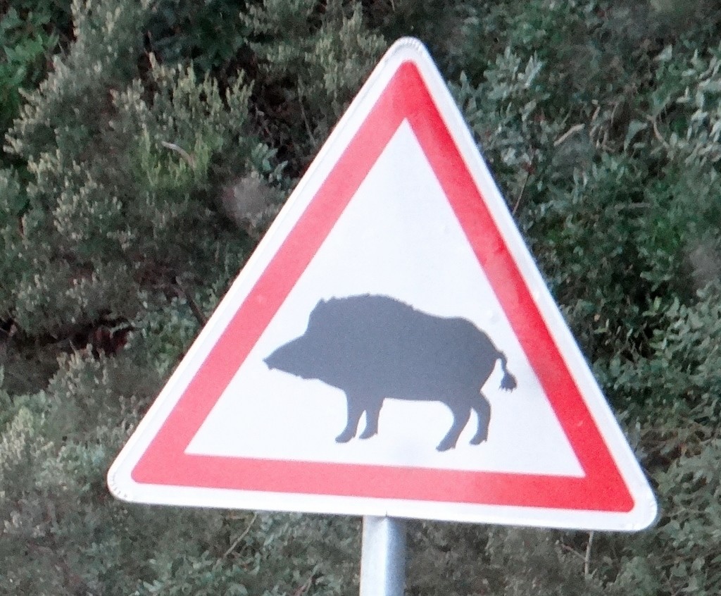 Wild Boar - well this is the only place in Tunisia that serves pork!