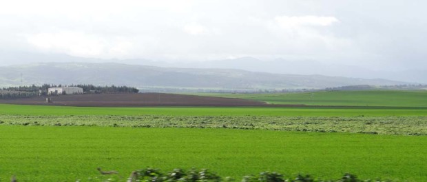 The glowing-green Medjerda plain, scene of fierce fighting in winter 1943.