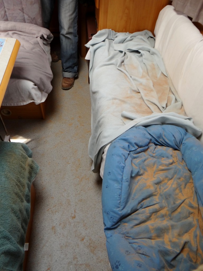 Charlie dries, the sand comes off, desert Dave is born!