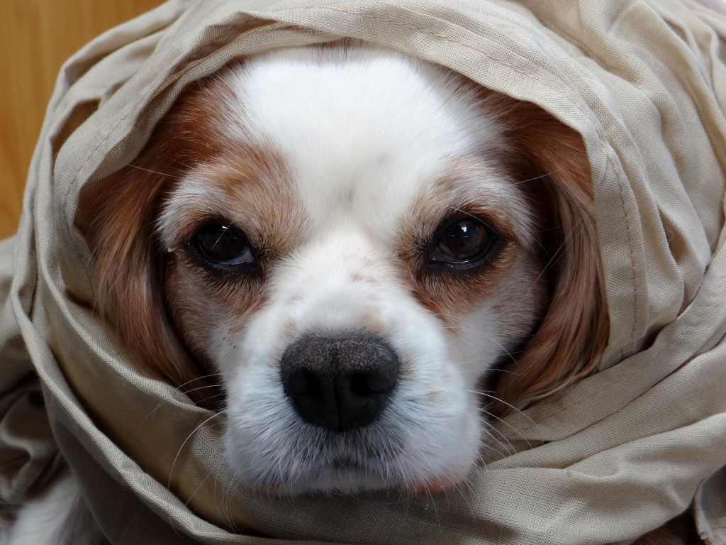 Charlie is desert dog - he now even wears a scarf to keep the sand out of his eyes!