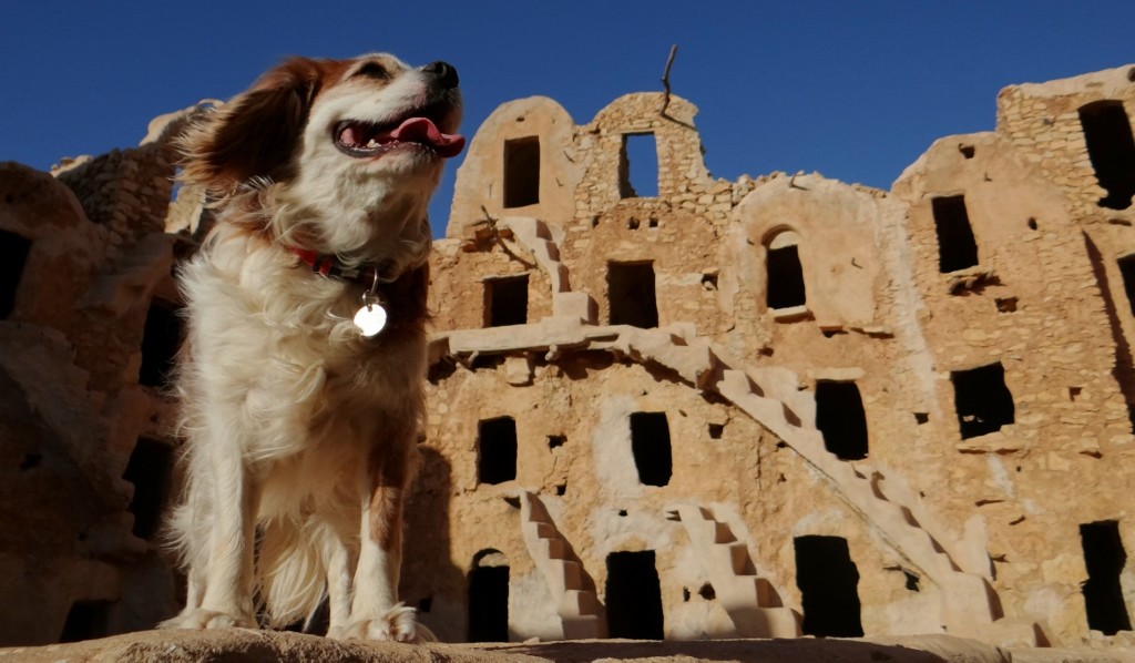 Charlie loved it too!