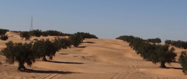 An odd sight, olives in the desert.