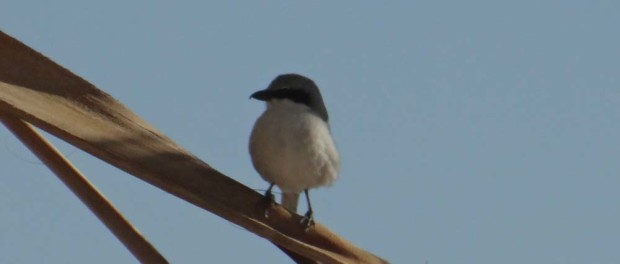Jerba Bird, taken through Dave's windscreen.