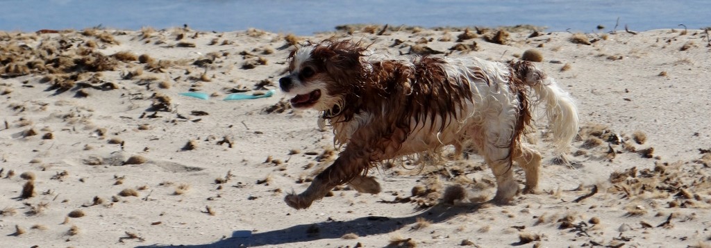 After a dip Charlie likes a good run to dry off!