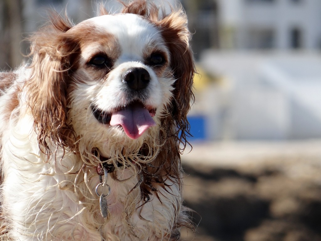 Charlie loves the beach