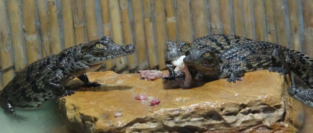 Even at 7 months, they look vicious.