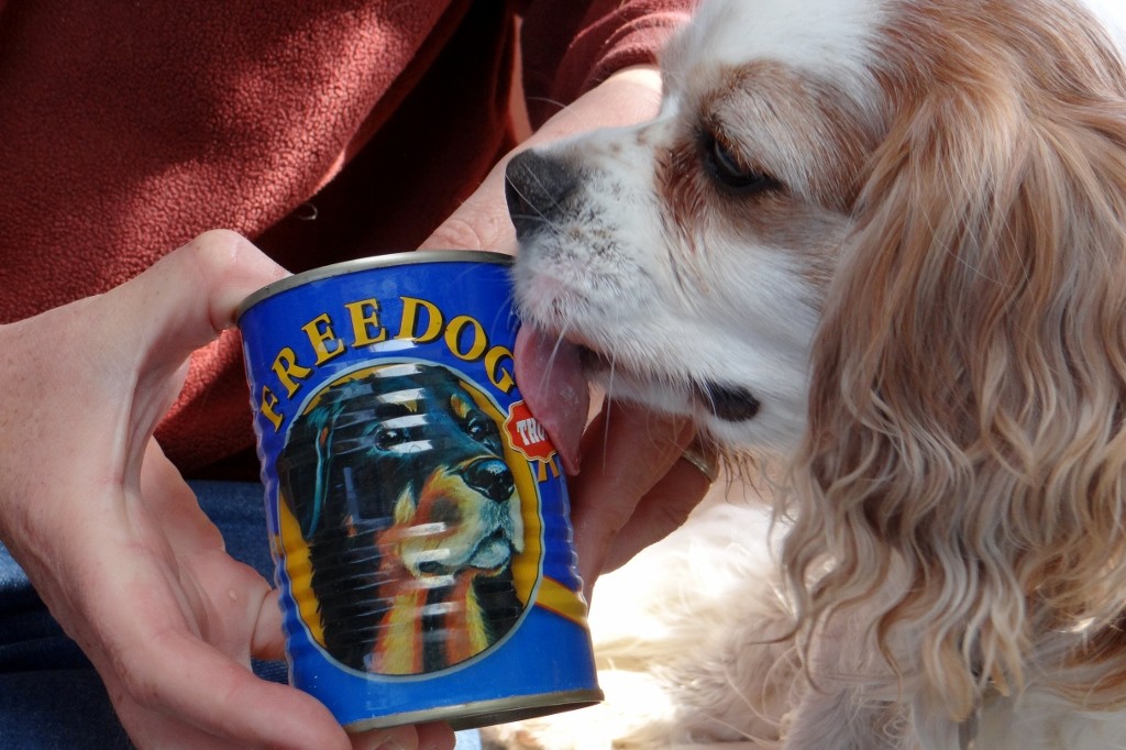 Charlie can't even wait for us to open his new Tunisian dog food