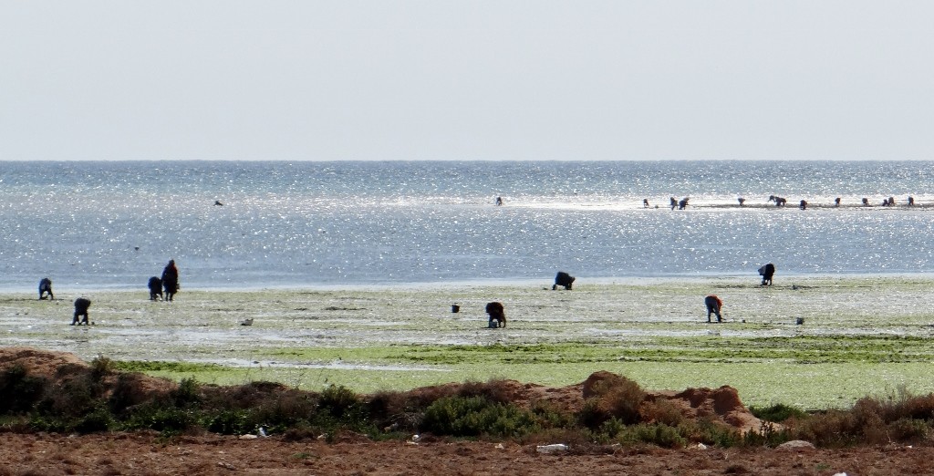 The beach is full of people collecting some sort of food instead of sunbathing